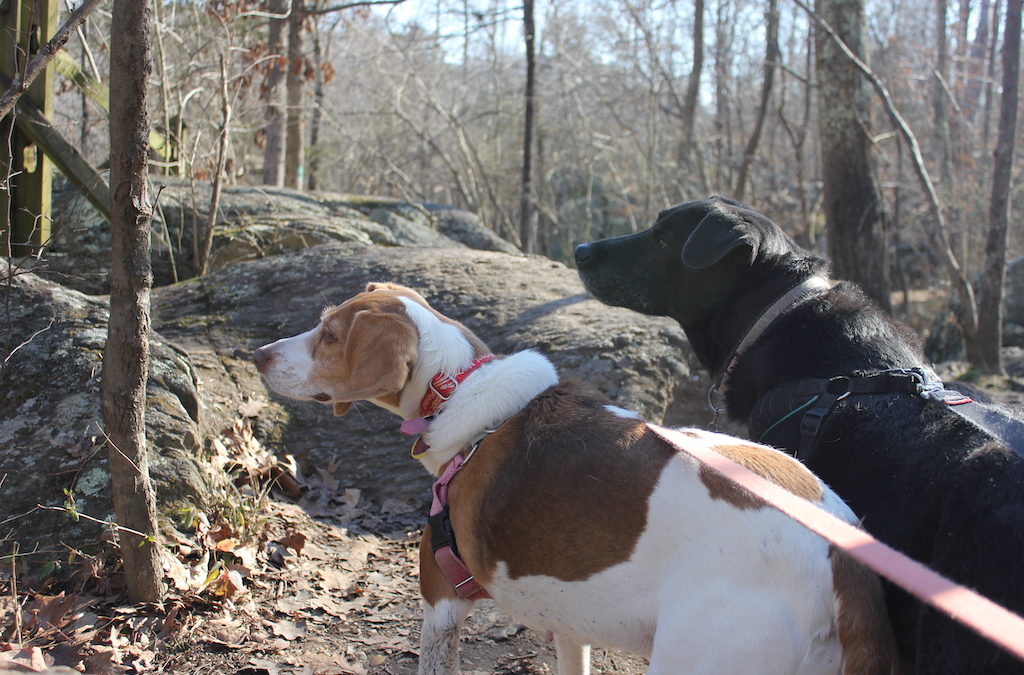 Beauty and History: Hiking Virginia’s Great Falls Park