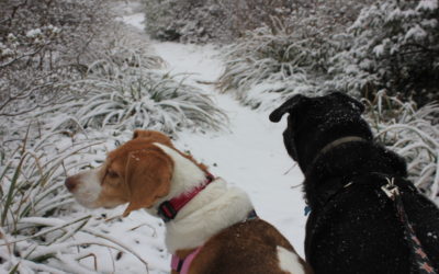 Canine Hiking on DC, Maryland and Virginia Trails