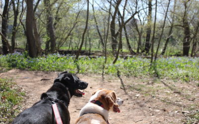 A Blue Carpet Walk at Virginia’s Bull Run Regional Park