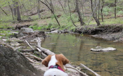 An Earth Day Dog Hike: Rachel Carson Conservation Park